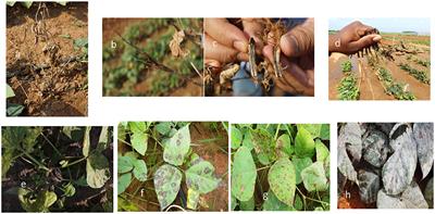 Perspectives and Challenges for Sustainable Management of Fungal Diseases of Mungbean [Vigna radiata (L.) R. Wilczek var. radiata]: A Review